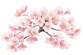 Sakura tree isolated watercolor illustration with alpha channel Royalty Free Stock Photo