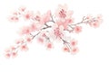 Sakura tree isolated watercolor illustration with alpha channel Royalty Free Stock Photo