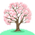 Sakura tree isolated on a white background. Vector graphics Royalty Free Stock Photo