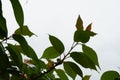 A close-up sakura tree with leaves in rain. Its twigs are covered with raindrops, they fall down from the leaves on the ground. Royalty Free Stock Photo