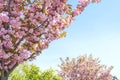 Sakura tree with luxuriantly flowering branches