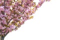 Sakura tree with luxuriantly flowering branches. Isolate