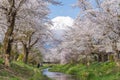 Sakura tree and Mountain Fuji Royalty Free Stock Photo