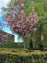 Sakura tree in Oslo