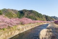 Sakura tree and river Royalty Free Stock Photo