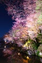 Sakura tree with river Royalty Free Stock Photo