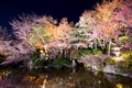 Sakura tree with river Royalty Free Stock Photo