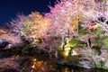 Sakura tree with river reflection Royalty Free Stock Photo