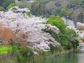 Sakura tree with river Royalty Free Stock Photo