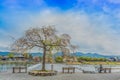 Sakura tree on riverside Arashiyama park