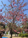 Sakura tree at Ueno park
