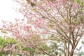 Sakura tree, vintage effect Royalty Free Stock Photo