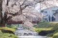 Sakura trees along the banks of Kannonji River, Japan