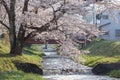 Sakura trees along the banks of Kannonji River, Japan