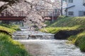 Sakura trees along the banks of Kannonji River, Japan