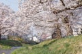 Sakura trees along the banks of Kannonji River, Japan