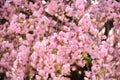 Sakura trees blooming in downtown of Lviv