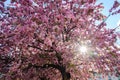 Sakura trees blooming in downtown of Lviv