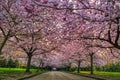 Sakura trees blooming with texture of pink flowers shelter an empty alley at sunrise conveying gentle, mild and kind feelings