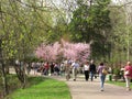 Sakura trees growing in the Moscow park, people walking around
