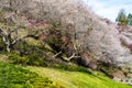 Sakura trees in pink color full blooming on small hill with green grass , colorful autumn trees surrounding the hill in spring,Jap Royalty Free Stock Photo