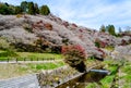 Sakura trees in pink color full blooming on small hill with green grass , colorful autumn trees surrounding the hill in spring,Jap Royalty Free Stock Photo