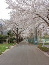 Sakura trees in Yanaka Cemetery in Tokyo