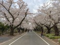 Sakura trees in Yanaka Cemetery in Tokyo