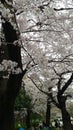 Sakura at Tsurumai Park, Nagoya, Aichi Prefecture, Japan