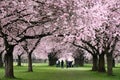 Sakura tunnel in Schwetzingen Royalty Free Stock Photo