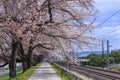 Cherry blosso tunnel and walkway with japanese cherry blossom blooming at Hitome Senbon beside Shiroishi Riverside. Miyagi, Japan