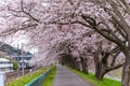 Sakura tunnel and walkway with japanese cherry blossom blooming Royalty Free Stock Photo