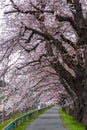 Sakura tunnel walkway with japanese cherry blossom blooming at Hitome Senbon beside Shiroishi Riverside. Miyagi, Japan Royalty Free Stock Photo