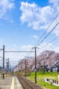 Sakura tunnel walkway with japanese cherry blossom blooming at Hitome Senbon beside Shiroishi Riverside. Miyagi, Japan