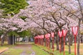 Sakura tunnel and walkway with japanese cherry blossom blooming in park, Japan Royalty Free Stock Photo