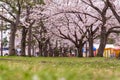 Sakura tunnel and walkway with japanese cherry blossom blooming in park, Japan Royalty Free Stock Photo