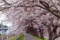 Sakura tunnel and walkway with japanese cherry blossom blooming Royalty Free Stock Photo