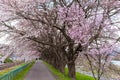 Sakura tunnel and walkway with japanese cherry blossom blooming Royalty Free Stock Photo