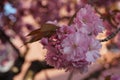 Sakura cherry twig with a cluster of flowers in full blossom with the whole tree crown in blossom on the background