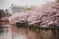 Sakura of UENO park in Tokyo Royalty Free Stock Photo