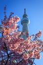 Sakura View