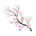 Sakura on white background. Cherry blossom flower blooming vector. Watercolor cherry bud. Cherry blossom tree branch with sakura Royalty Free Stock Photo