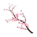 Sakura on white background. Watercolor cherry blossom vector. Pink sakura flower background. Cherry blossom flower blooming vector Royalty Free Stock Photo