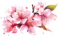 Sakura on white background. Watercolor cherry bud. Cherry blossom flower blooming vector Royalty Free Stock Photo
