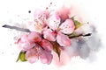 Sakura on white background. Watercolor cherry bud. Cherry blossom flower blooming vector Royalty Free Stock Photo