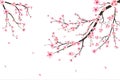Sakura on white background. Watercolor cherry bud. Cherry blossom flower blooming vector. Pink sakura flower background. Cherry Royalty Free Stock Photo