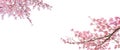 SakuraCherry blossom blooming in spring season isolated.