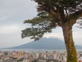 Sakurajima Volcano Behinf a Tree Royalty Free Stock Photo