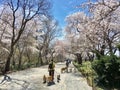 Two person three dogs one person three Dogs April sakuura in New york Central Park tree