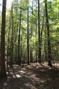 Sal`s Branch Trail in the Forest of William Umstead State Park in North Carolina, USA